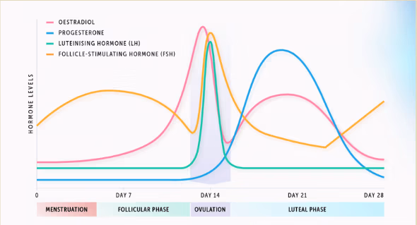 Understanding Ovulation & Your Cycle Hormones